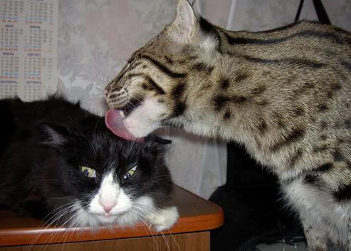 世俱杯专业体育赛事直播平台-从业余到专业：车手的奋斗历程，当车手赚钱吗