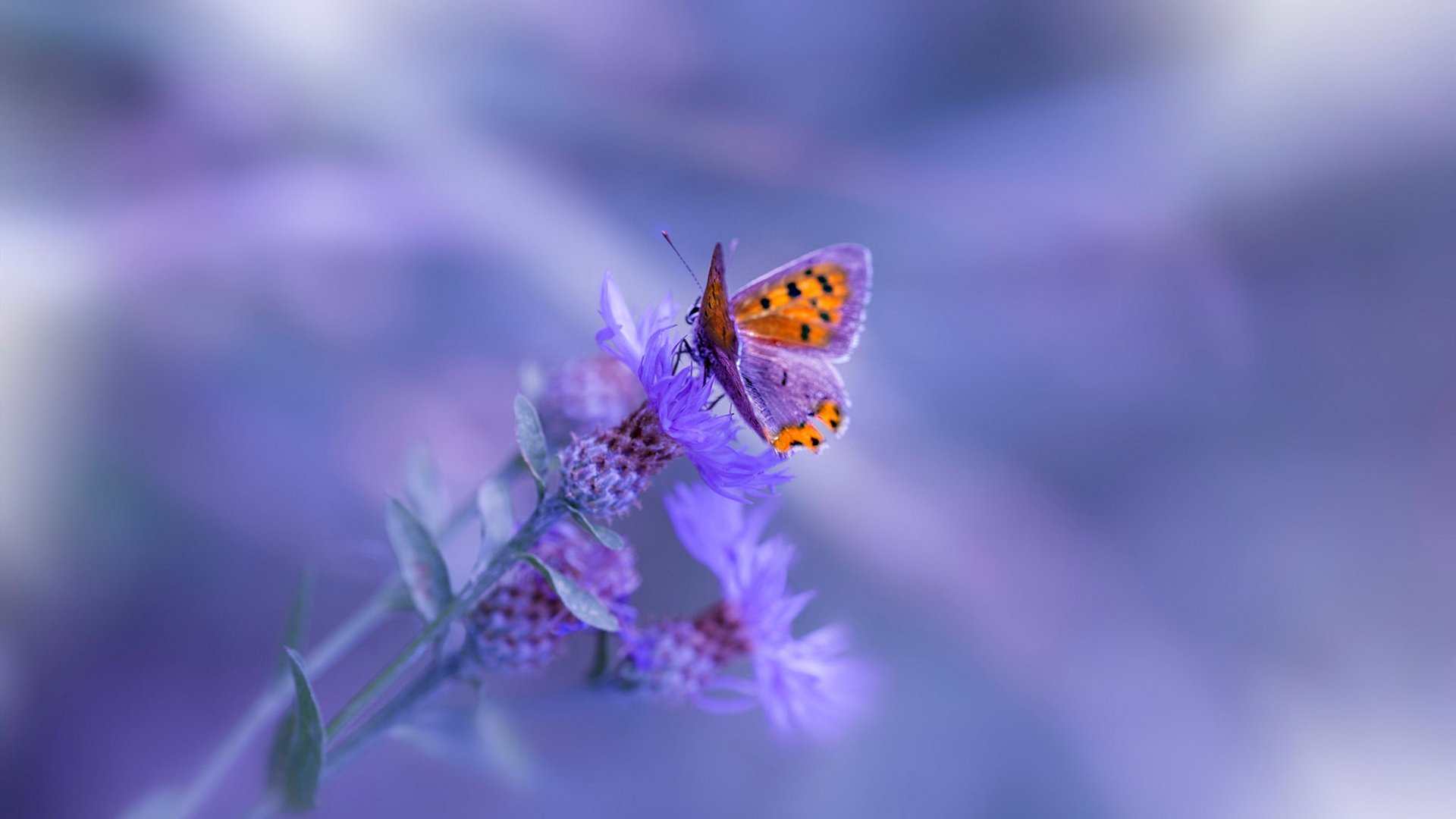 -伊朗骑手阿里·巴赫蒂亚里在巴黎奥运会上与“Shahram”马匹共同夺得障碍赛银牌，展现默契配合。