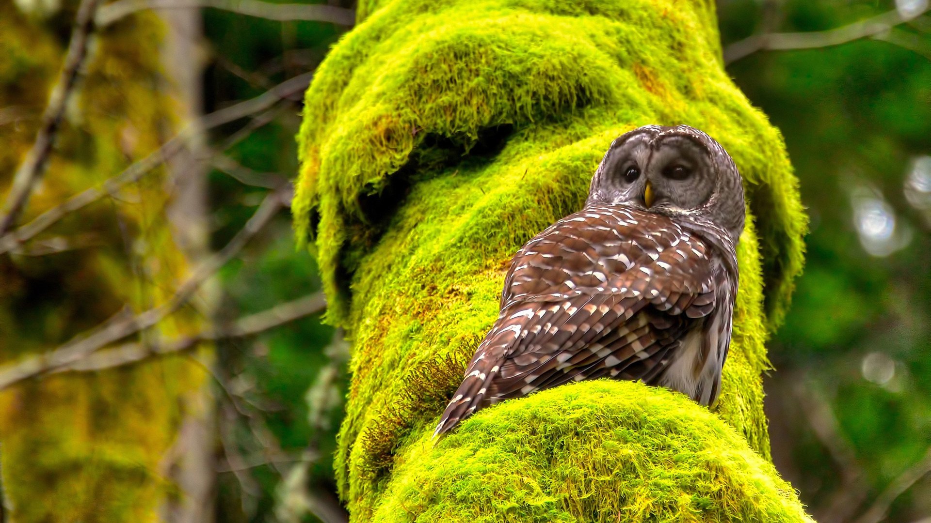 勇士举办“球员亲子日”，加强家庭支持文化，勇士队全家福高清照