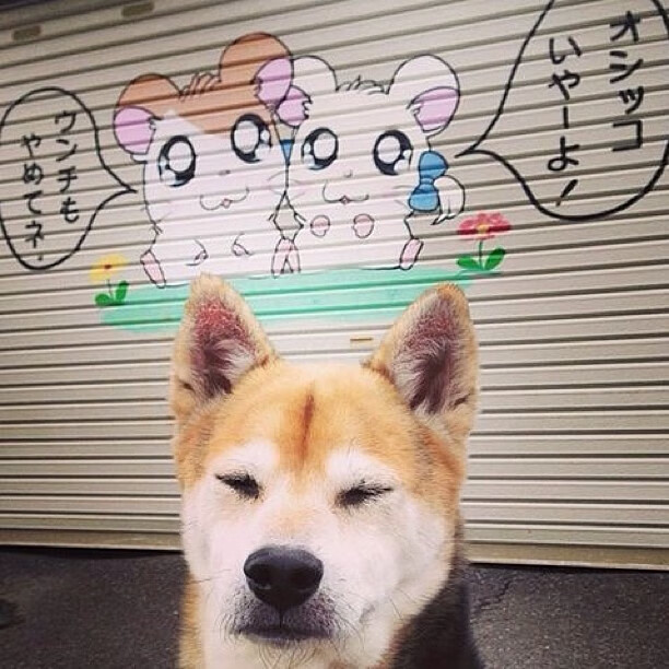 -国际飞盘嘉年华，空中投掷的艺术魅力，飞盘运动比赛