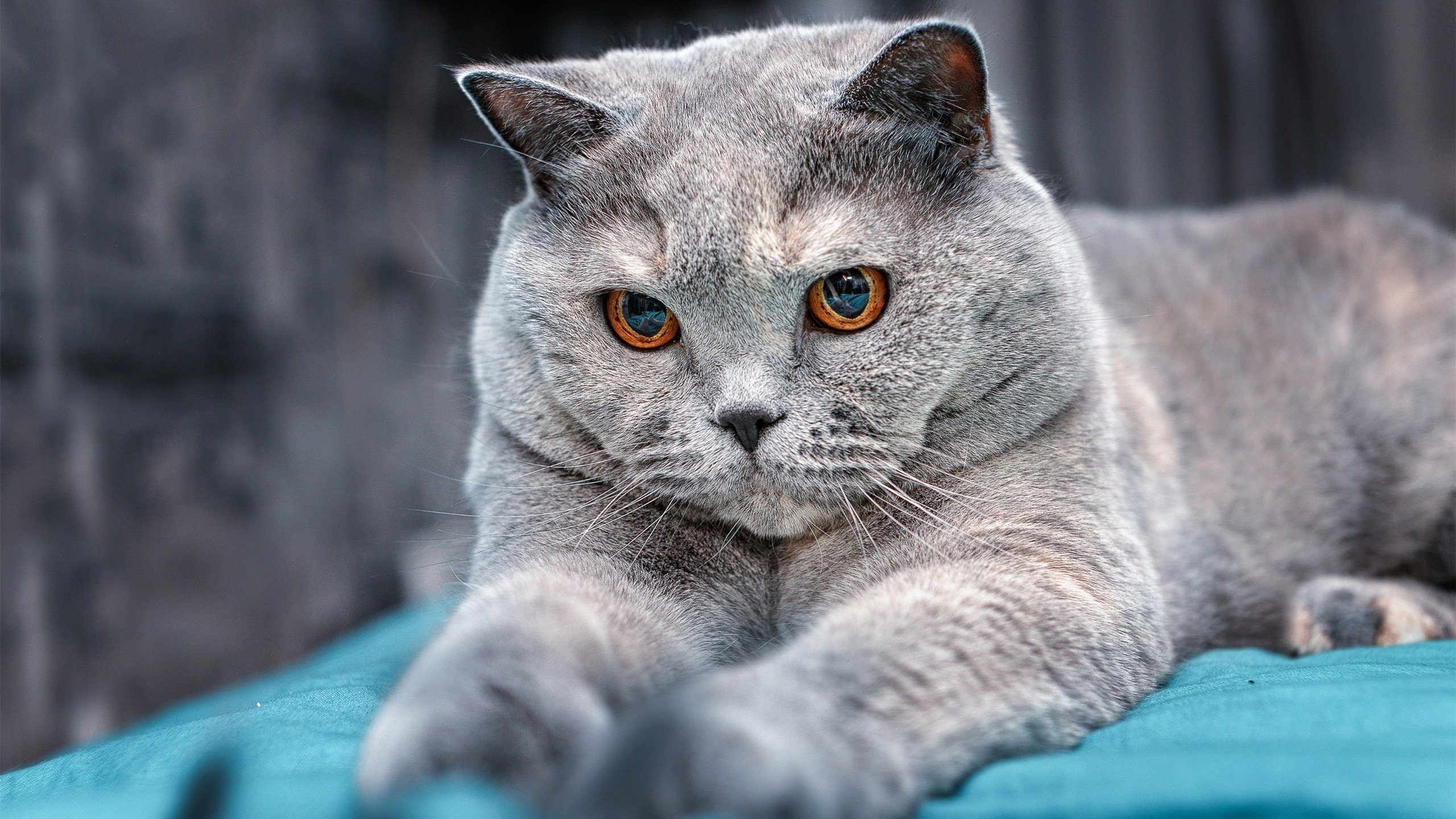 战术革新：数据驱动的篮球新战术分析，篮球战略战术