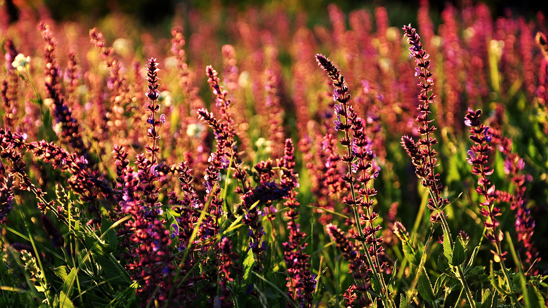 日本男足全情投入,赢得喝彩!,日本男足怎么样