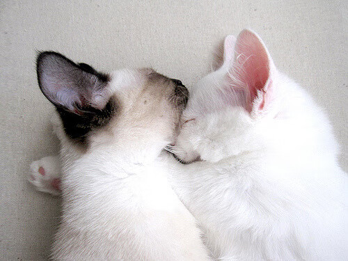 日本男足全情投入,赢得喝彩!,日本男足怎么样