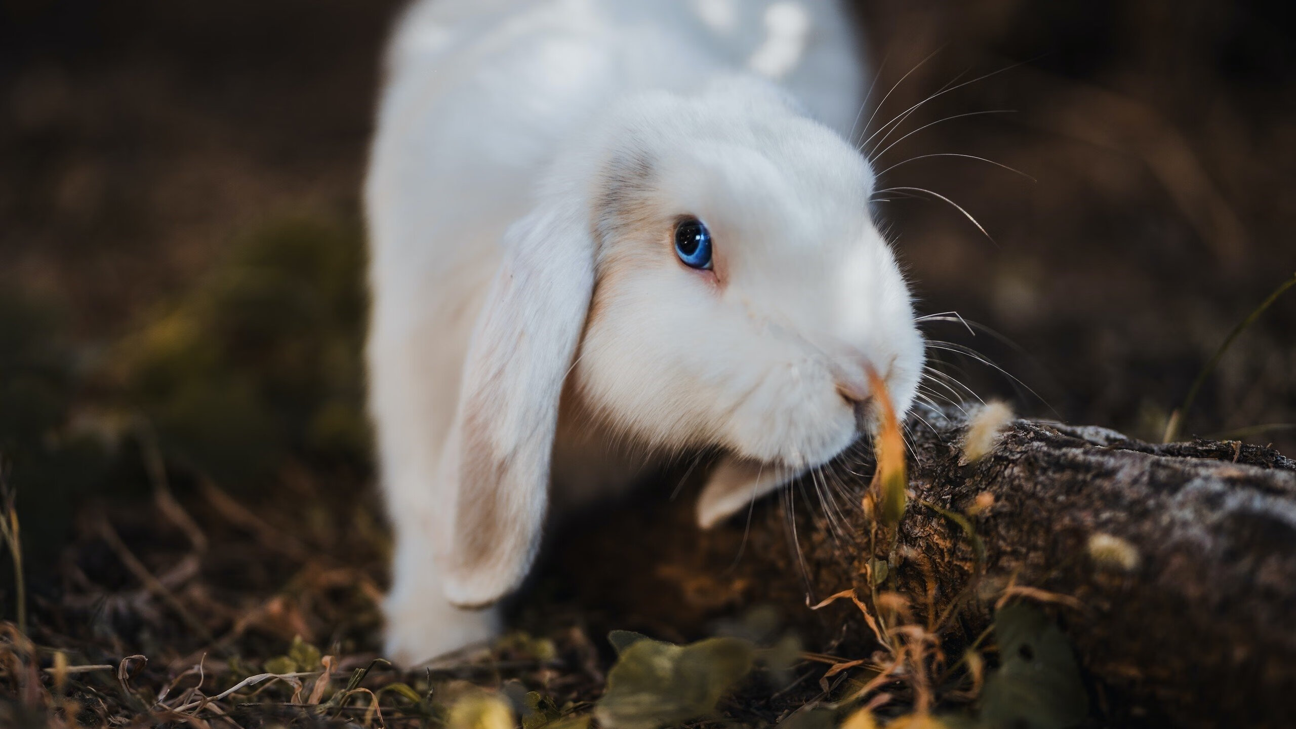 新规则下的冠军争夺战，新规则下的冠军争夺战是什么