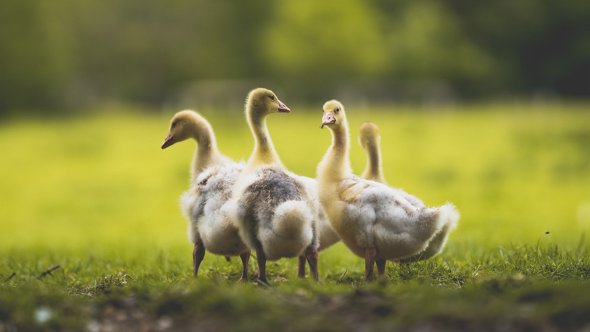 王者荣耀赛事解说风格:分析不同解说的特点与风格,王者荣耀赛事战令