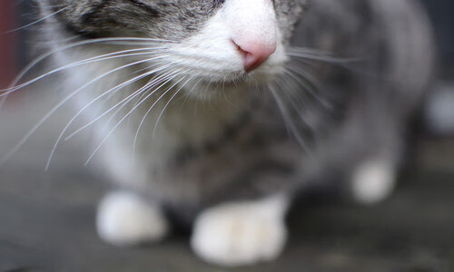 罗马主场失利,士气受到一定影响,罗马主场在哪