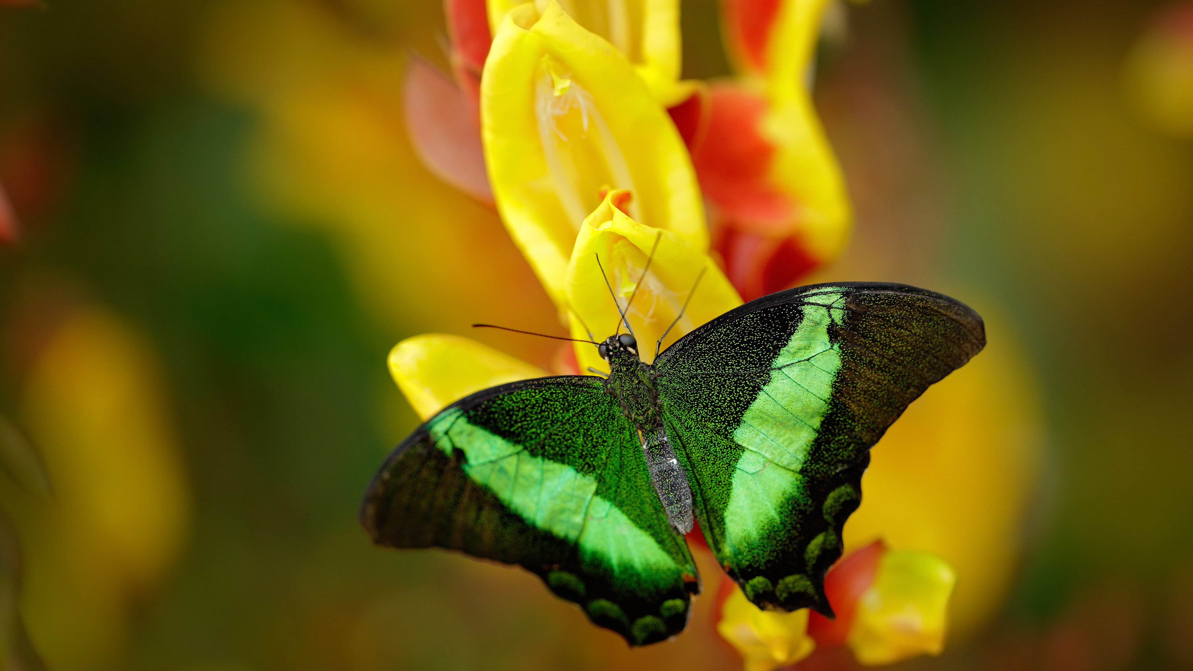 英超联赛推广数字化转型，增强互动体验，英超技术统计
