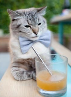 葡萄牙骑手玛丽亚·卡埃塔诺在2024年葡萄牙盛装舞步锦标赛中以“Hit Plus”马匹获得个人赛第四名,展现坚韧精神。