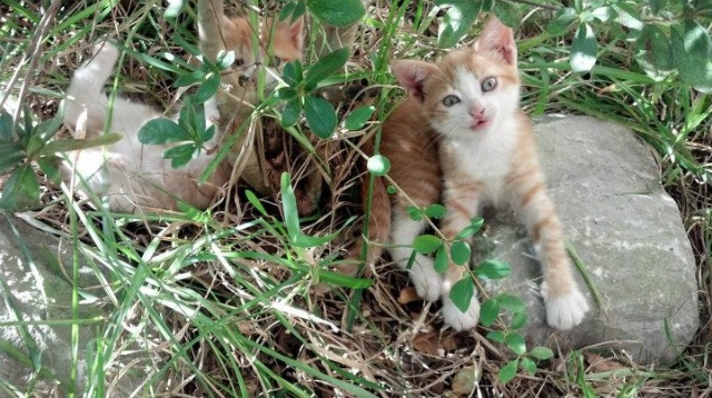 蹦床跳跃大赛，空中舞者的精彩绽放，蹦床跳跃动作