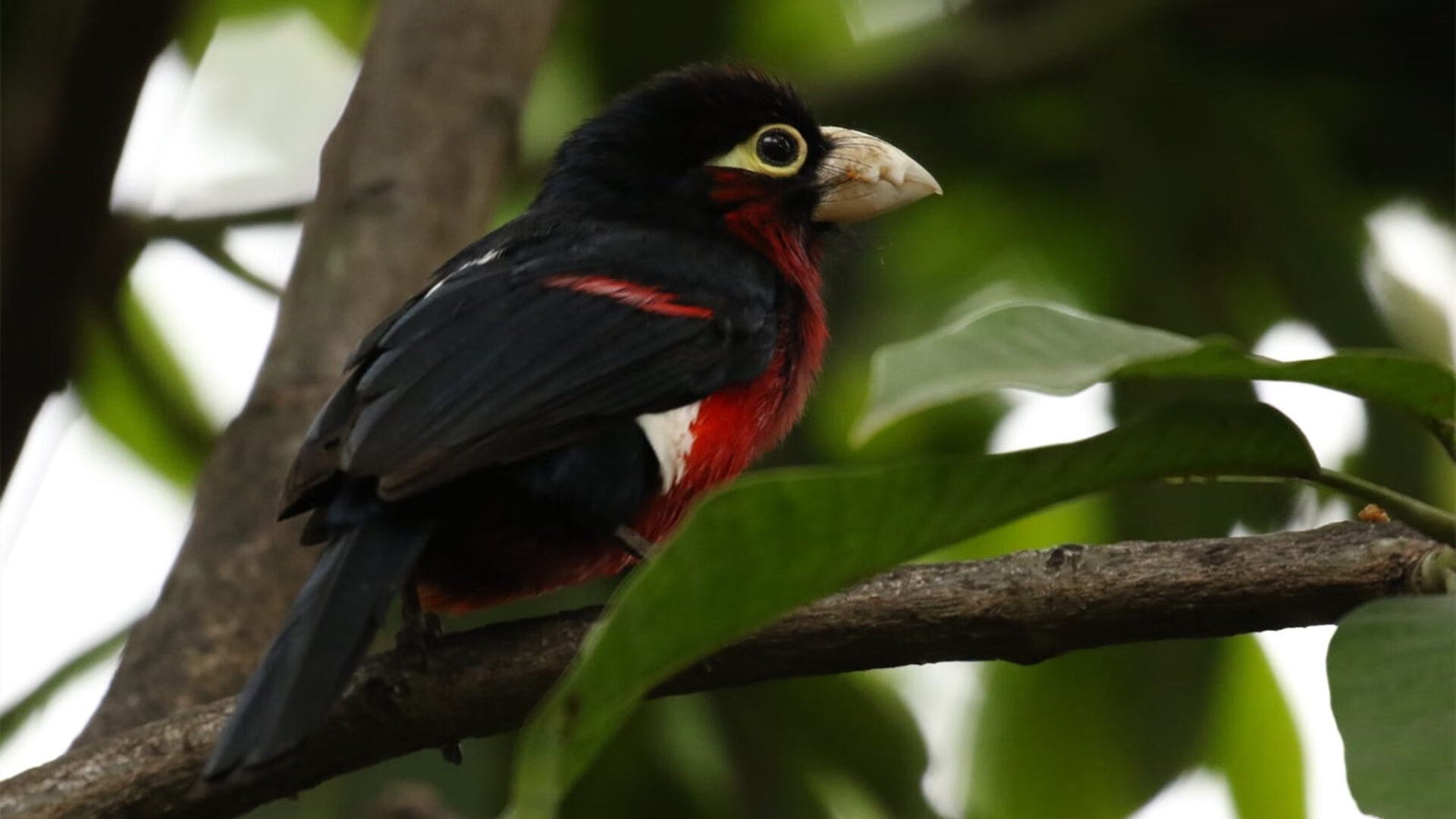青少年篮球运动员心理调适项目深入基层，保障身心健康，篮球心里素质训练