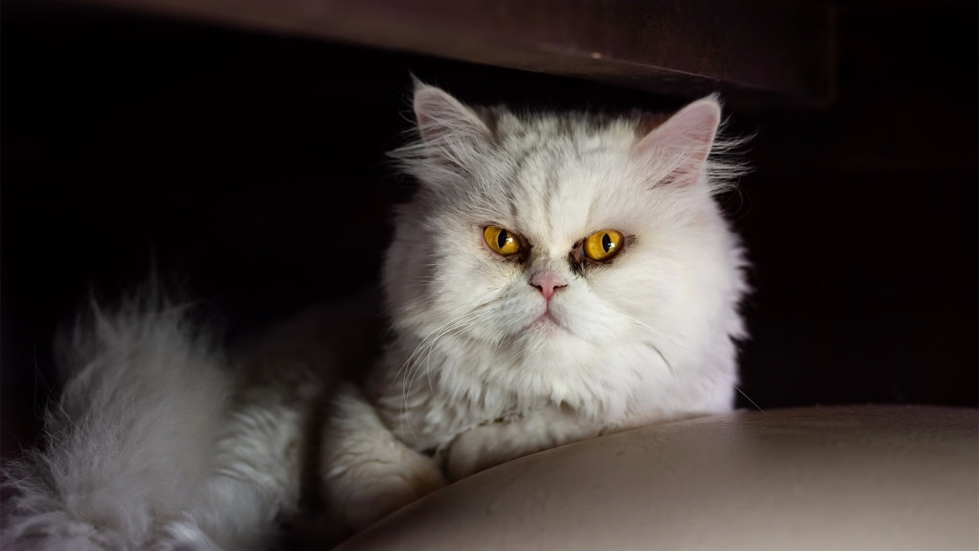 俱乐部冠军杯官网-切尔西女足球员签约续约消息，切尔西女足球员签约续约消息最新