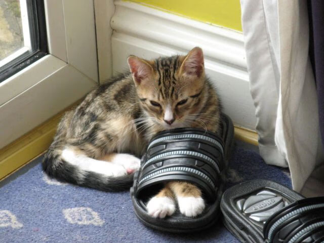 女足世界杯赛后球员转会动态，女足世界杯小组