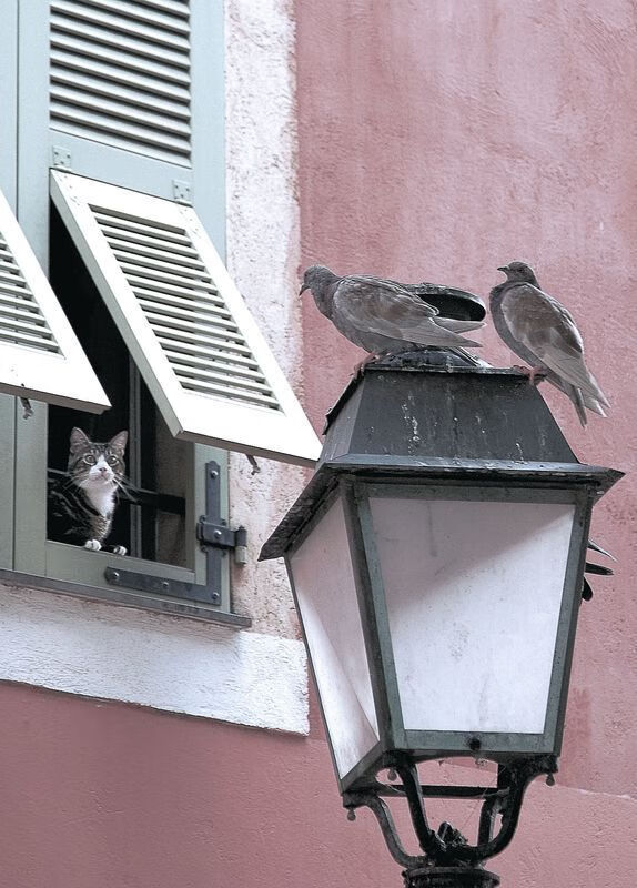 尼斯锋线摩根重回训练场，备战工作全面展开，摩根尼斯钥匙本