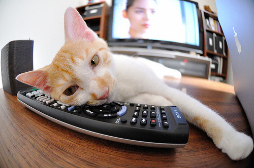 中国篮球教练员心理辅导技能培训研究，中国篮球教练员心理辅导技能培训研究报告