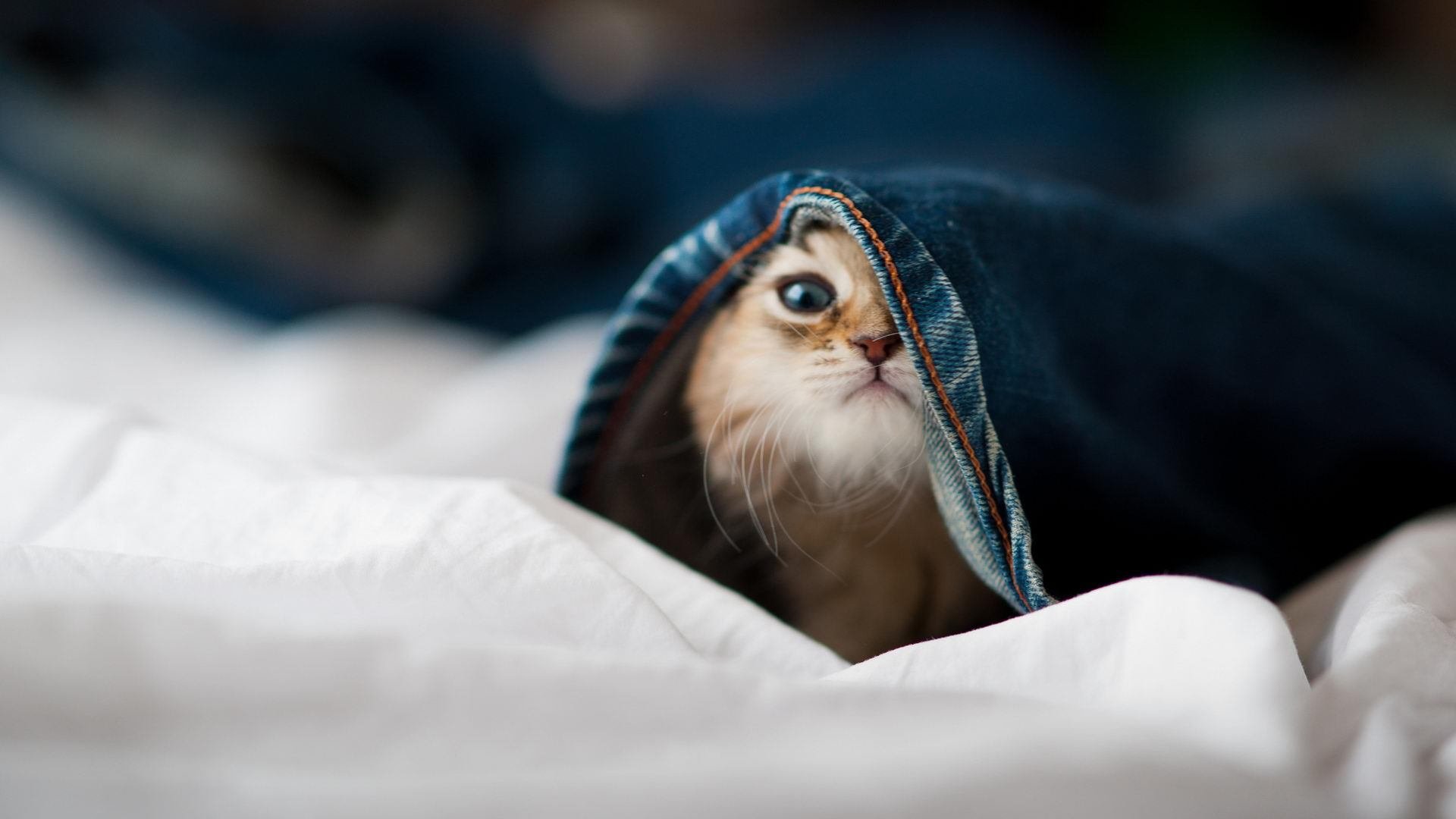 篮球运动员专项技能训练课程体系的优化与实施方案，篮球技能培训方案