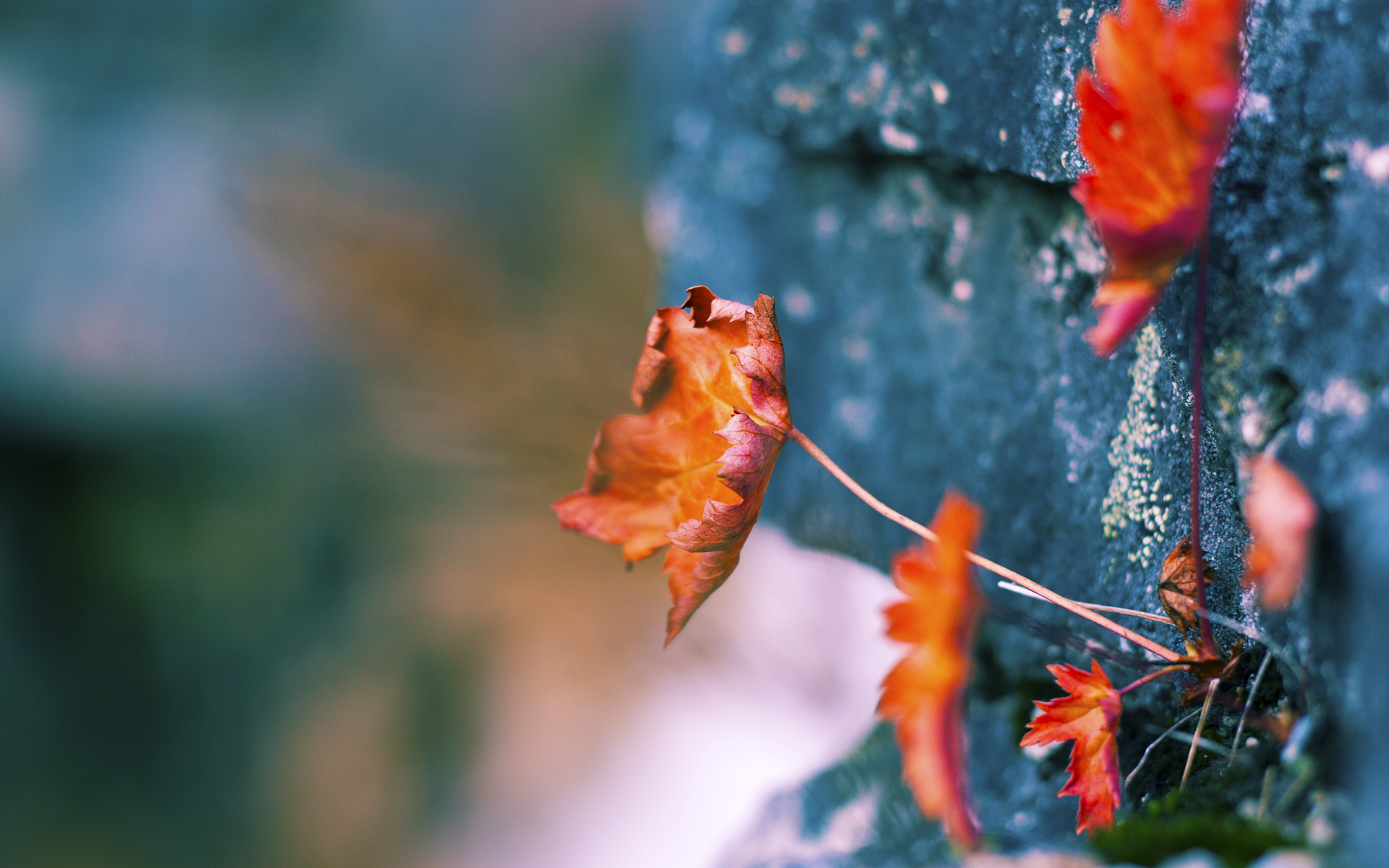 “武汉马拉松：全球跑步者决战赛道，谁将封王？”