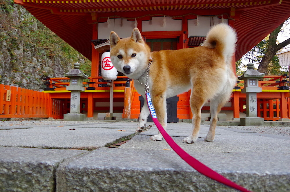 世俱杯官网-世界杯中国队惨败 球迷支持球队重建，世界杯中国队惨败 球迷支持球队重建吗