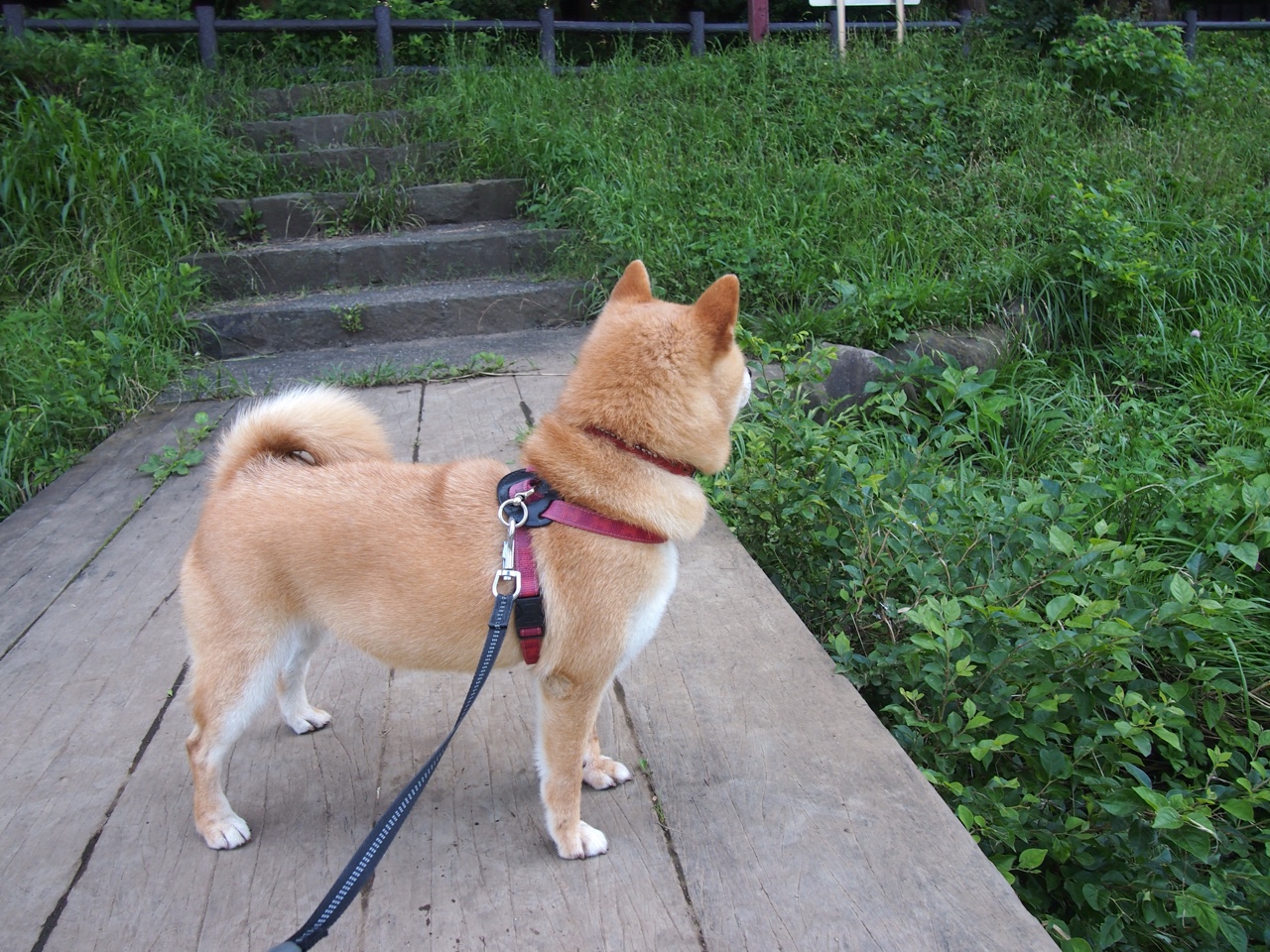 中国男篮主教练制定详细战术计划，中国男篮主教练辞职